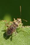 Liorhyssus hyalinus