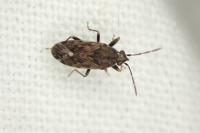 Peritrechus