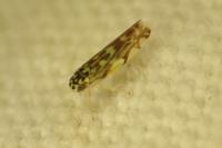 Eupteryx urticae