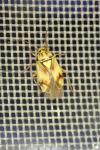 Lygus pratensis