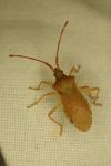 Gonocerus acuteangulatus