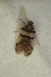 Cixius nervosus
