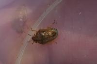 Neottiglossa leporina