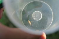 Stenodema laevigata