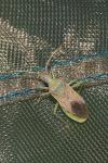 Gonocerus acuteangulatus