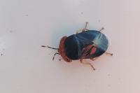 Geocoris erythrocephalus