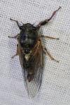 Tettigettula pygmea