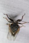Tettigettula pygmea