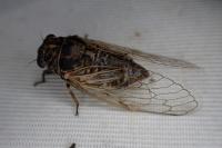Cicadatra atra