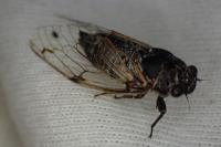 Cicadatra atra