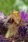 Carpocoris purpureipennis