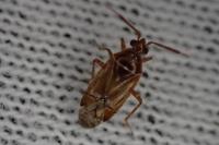 Alloeotomus