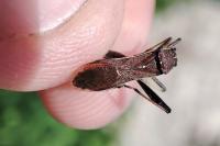 Camptopus lateralis