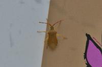 Gonocerus acuteangulatus