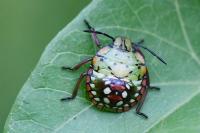 Nezara viridula