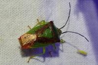 Acanthosoma haemorrhoidale