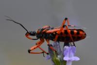 Rhynocoris iracundus