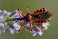 Rhynocoris iracundus