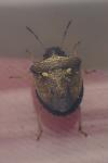 Eysarcoris aeneus