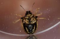 Eysarcoris aeneus
