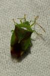 Elasmostethus interstinctus / Elasmostethus minor