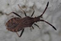 Coriomeris denticulatus