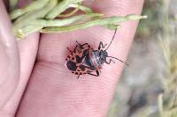 Eurydema ventralis
