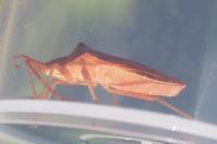 Gonocerus acuteangulatus