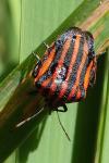 Graphosoma italicum