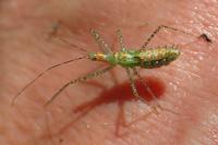 Zelus renardii