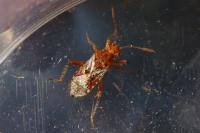 Rhopalus subrufus