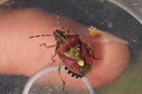 Dolycoris baccarum