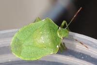 Nezara viridula