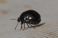 Coptosoma scutellatum
