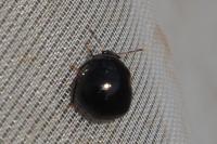 Coptosoma scutellatum