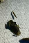 Ledra aurita