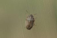 Neottiglossa leporina