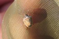 Eysarcoris ventralis