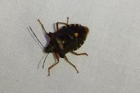 Pentatoma rufipes