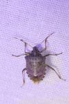 Halyomorpha halys