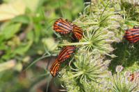 Graphosoma italicum