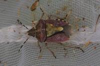 Dolycoris baccarum