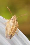 Aelia acuminata
