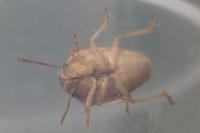Aelia acuminata