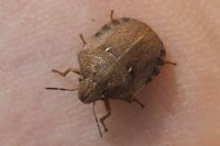 Eurygaster testudinaria