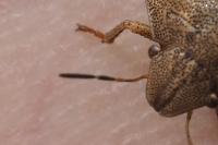 Eurygaster testudinaria