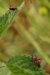 Calocoris nemoralis
