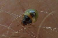 Palomena prasina