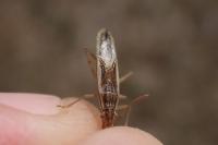 Myrmus miriformis