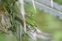 Calocoris alpestris